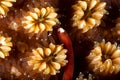 Braun`s pughead pipefish in his coral
