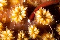 Braun`s pughead pipefish in his coral, Bulbonaricus brauni