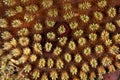 Braun`s pughead pipefish in his coral, Bulbonaricus brauni