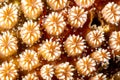 Braun`s pughead pipefish in his coral, Bulbonaricus brauni