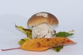 Braun tasty healthy porcini isolated on green and orange leaves on white background