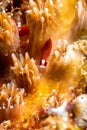 Braun& x27;s pughead pipefish in his coral