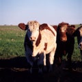 Brauner Rind Hereford Kuh auf dem Land