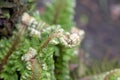 Brauns holly fern, Christmas dagger, Polystichum braunii