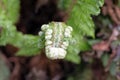 Brauns holly fern, Christmas dagger, Polystichum braunii