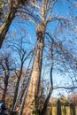 Braunschweig, November 17., 2018: Tree climber on a ladder leaning against a poplar tree. Helper holds the ladder on the ground.