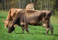 Braunvieh German, `brown cattle`