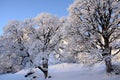 Braunwald in Switzerland Snow Christmas Mountains Royalty Free Stock Photo