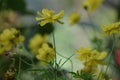 Close up yellow cosmos flower in the park with bokeh backgrou