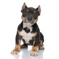 Brave American Bully looking forward