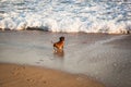 Dachshund dog playing with breaking waves on a sunny beach