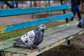 Interested city pigeon on an old wooden bench. Royalty Free Stock Photo