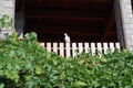 Brave bird on my balcon