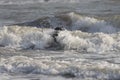 Brave border collie dog swimming and jumping in troubled water