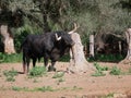 Brave bull, black with huge horns, scratching his face and horns against a tree, in the middle of the field. Concept livestock, Royalty Free Stock Photo