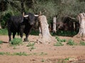 Brave bull, black with huge horns, scratching his face and horns against a tree, in the middle of the field. Concept livestock, Royalty Free Stock Photo