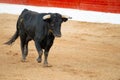 Brave bull in the bullfight arena, Raging bull ready to ram Royalty Free Stock Photo