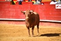 Brave bull in the bullring with big horns