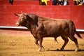 Brave bull in the bullring with big horns Royalty Free Stock Photo