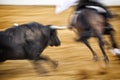 Brave bull chasing horse during a bullfight