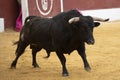 Brave bull running at full speed in the bullring Royalty Free Stock Photo
