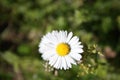 A brave candid and delicate daisy blooms in one of the first warm days of spring