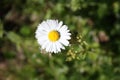 A brave candid and delicate daisy blooms in one of the first warm days of spring