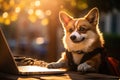 Brave corgi dog bravely defends laptop with sword and shield in bright office