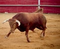 Brave and dangerous brown bull in the bullring Royalty Free Stock Photo