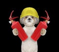 Brave firefighter dog is ready to work Royalty Free Stock Photo