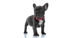 Brave French bulldog puppy looking forward