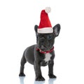 Brave French bulldog puppy wearing santa hat