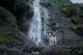 Brave Jack Russell terrier standing on a stone at the waterfall. Little dog near the water in nature.