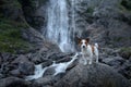 Brave Jack Russell terrier standing on a stone at the waterfall. Little dog near the water in nature.