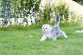 Brave kitten outdoors on an adventure. Little cat walking on green grass. Royalty Free Stock Photo