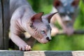 Brave kitten of Sphynx Hairless breed has climbed onto crossbar and is looking out for prey below Royalty Free Stock Photo