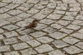 Brave little sparrow on the stony ground of the town