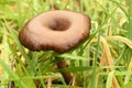 A brave lone wild mushroom appears in grass on a Spring day