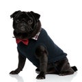 Brave looking pug staring into distance Royalty Free Stock Photo