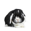 Brave male black with white lop ear rabbit. Isolated on white background.