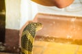 A brave man holds a large size king cobra with his bare hands. King cobra (Ophiophagus hannah) the world's largest venomous snake Royalty Free Stock Photo