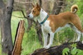 Brave mature Basenji dog looking forward while standing on a tree branch Royalty Free Stock Photo