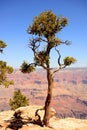 Brave Pinon Pine Tree Grand Canyon Arizona Royalty Free Stock Photo