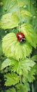 The Brave Police Officer Who Kept the Ladybug and Green Leaves D