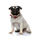 Brave Pug puppy wearing sunglasses and bowtie, looking forward