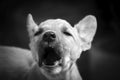 A puppy howls at people. Black and white