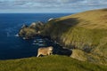 Brave sheep at the cliffs Royalty Free Stock Photo