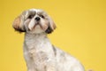 Brave Shih Tzu puppy curiously looking away