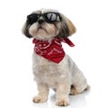 Brave Shih Tzu puppy wearing sunglasses and bandana, looking forward