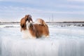 Brave Shih Tzu standing on an ice floe on ice-drift background